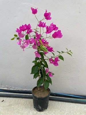 Frefly Store Nura Botanik Mor Sarıcılı Begonvil Çiçeği, 2 Yaş, 80-110CM, Bougainvillea