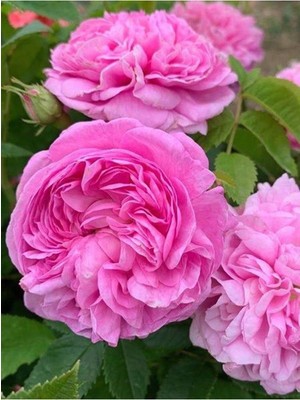 Frefly Store Nura Botanik Isparta Gülü, Yoğun Kokulu, Pembe Renkli, 30-60 Cm, 1 Adet Tüplü Aşılı Pink Rose