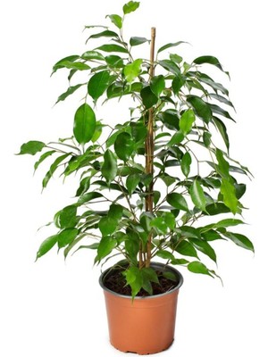 Frefly Store Nura Botanik Ficus Benjamina Salon Ofis Bitkisi, Yeşil, 30-60 Cm, 1 Adet