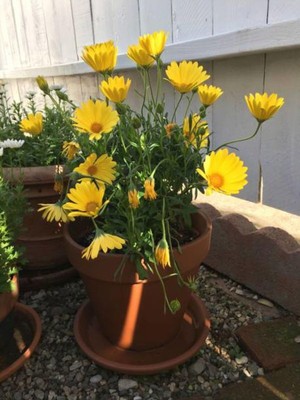 Frefly Store Nura Botanik Çalı Papatyası Sarı, 5-10 Cm, 1 Adet Saksılı Canlı Bitki (Euryops Pectinatus)