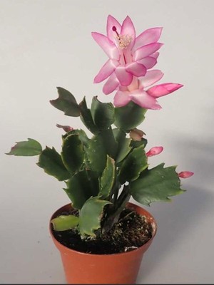Frefly Store Serada Decor & Plant Açık Pembe Schlumbergera Truncata Yılbaşı Çiçeği, 10-15 Cm, 1 Adet