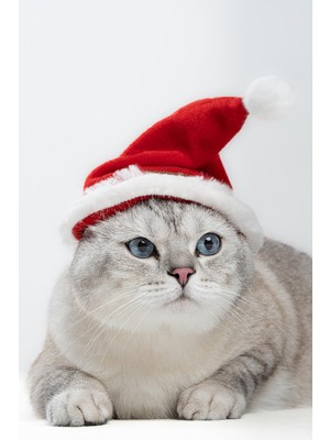 Frefly Store Patipatron Yeni Yıl Kedi Şapkası Lastikli Yılbaşı Şapkası Yetişkin Kedi (Yetişkin)