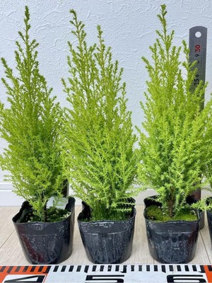 Frefly Store Serada Decor & Plant Limoni Limon Çamı Fidanı, 20 Adet, Tüplü, 15-20CM, Dış Mekan Bahçe Dekorasyon Ağacı