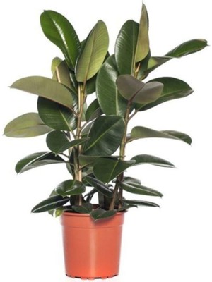 Frefly Store Nura Botanik Kauçuk 2'li Ev Ofis Çiçeği, 110-120 Cm, Plastik Saksı