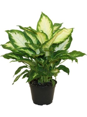 Frefly Store Gardenbox Dieffenbachia Camilia Bitkisi, 40 Cm, Ev Bitkisi, Ofis Bitkisi, Salon Bitkisi