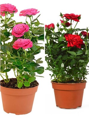 Frefly Store Nura Botanik Kırmızı Gül ve Pembe Gül Fidanı Seti, 35-60 Cm, Saksılı
