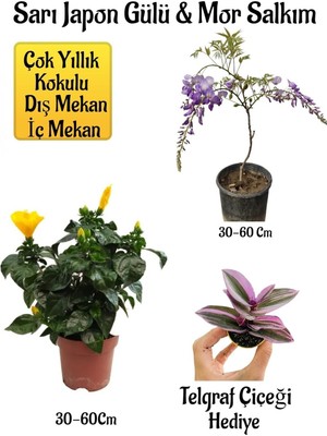 Frefly Store Nura Botanik Sarı Japon Gülü Çiçeği, Mor Salkım Ağacı Fidanı, Telgraf Çiçeği Hediyeli Peyzaj Seti