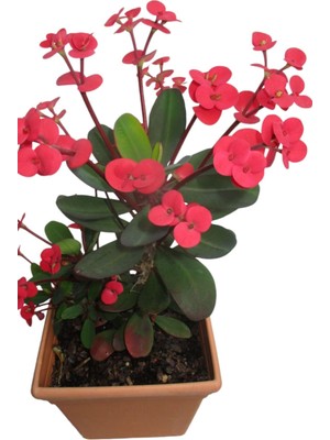 Frefly Store Nura Botanik Euphorbia Iç Mekan Dikenler Tacı Prenses Pembe Mini Boy 8.5cm Fide