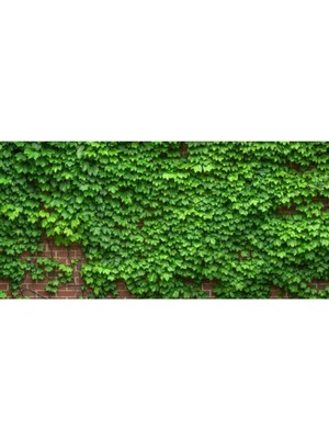 Frefly Store Gardenbox Duvar Sarmaşığı Fidanı, Tüplü, 40-60 Cm, Çok Renkli