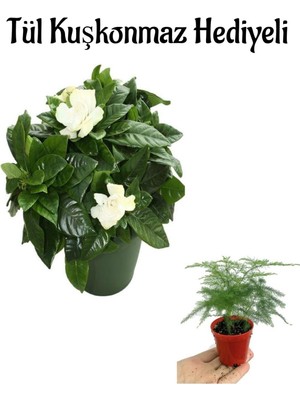 Frefly Store Serada Decor & Plant Mis Kokulu Gardenya Çiçeği, Tül Kuşkonmaz Hediyeli, Beyaz