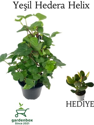Frefly Store Nura Botanik Yeşil Hedera Helix Duvar Sarmaşığı, 30-50 Cm, Saksılı, Yeşim Para Çiçeği Hediye