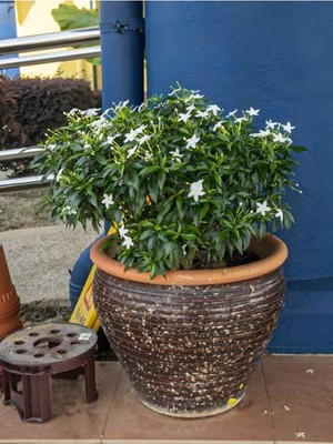 Frefly Store Nura Botanik Kokulu Yasemin Çiçeği, Beyaz, 50-80 Cm, Dış Mekan Bitkisi, Jasminum