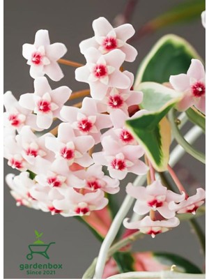 Frefly Store Nura Botanik Hoya Carnosa Beyaz Mum Çiçeği, 10-20 Cm, Sarmaşık Sarlıcı Bitki