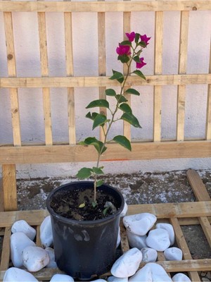 Frefly Store Gardenbox Fuşya Begonvil Bougainvillea, Çiçekli Bodur Bitki