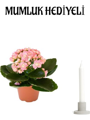 Frefly Store Gardenbox Kadınlar Günü Hediyesi Açık Pembe Kalanşo Çiçeği, Mumluk Hediyeli