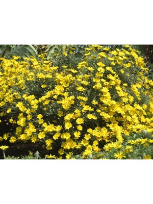 Frefly Store Gardenbox Sarı Papatya Euryops, Çok Yıllık Dış Mekan Çiçeği, 25-30 Cm, Saksıda