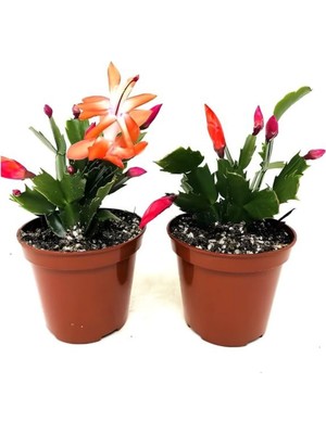 Frefly Store Nura Botanik Turuncu-Kırmızı Yılbaşı Çiçeği, 2 Adet, 5.5 Saksı