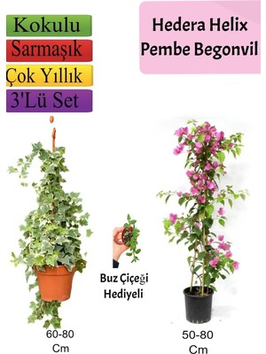 Frefly Store Nura Botanik Hedera Helix Sarmaşığı, Pembe Begonvil, Buz Çiçeği Hediyeli, 3'lü Set