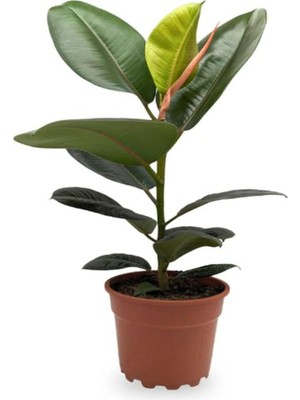 Frefly Store Nura Botanik Kauçuk Bitkisi Ficus Elastica, Tek Dal 20-45CM, Iç Mekan Bitkisi