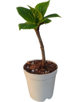 Frefly Store Nura Botanik Mini Ortanca Çiçeği, 5-10 Cm, 1 Adet Saksılı