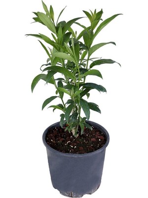 Frefly Store Gardenbox Melisa Çiçeği Kokulu Parfüm Çiçeği Bitkisi Saksıda, Cestrum Nocturnum, 40-50 Cm, Beyaz Çiçekli