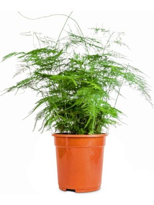 Frefly Store Nura Botanik Tül Çiçeği Asparagus Setaceus Saksılı 10-30CM Salon Çiçeği