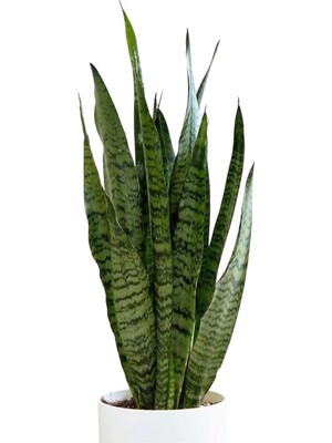 Frefly Store Nura Botanik Kılıç Çiçeği Salon Bitkisi, 1 Adet, Saksılı, 20-30CM, Yeşil