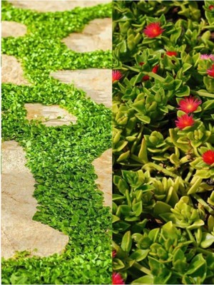 Frefly Store Nura Botanik Yer Örtücü Bitki Seti, 10 Buz + 5 Fare Kulağı, Dichondra Repens