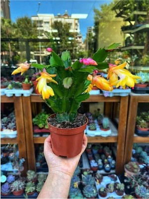 Frefly Store Gardenbox Sarı Yılbaşı Çiçeği Fidanı, Saksılı, 10-20CM, Iç Mekan Bitkileri, Rhipsalidopsis