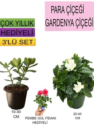 Frefly Store Nura Botanik 3'lü Set Para Çiçeği, Gardenya Çiçeği, Pembe Gül Fidanı