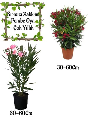 Frefly Store Serada Decor & Plant Pembe Zakkum Çiçeği ve Kırmızı Zakkum Saksılı Bahçe Seti, 30-60 cm