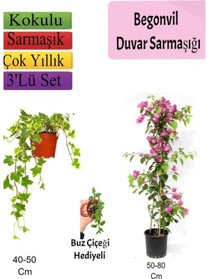 Frefly Store Gardenbox Amerikan Duvar Sarmaşığı, Pembe Begonvil, Buz Çiçeği Hediyeli, 3'lü Set, Çok Renkli
