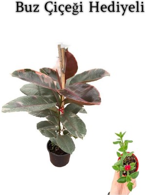 Frefly Store Nura Botanik Pembe Renk Alacalı Kauçuk Bitkisi, 50-60 Cm, Buz Çiçeği Hediyeli