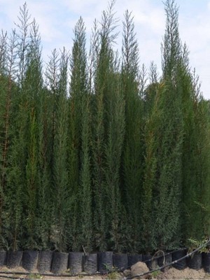 Frefly Store Serada Decor & Plant Kara Servi, 90-120CM Boy, 6 Adet Tüplü Fidan