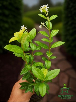 Frefly Store Bitkim Sende Kokulu Arap Yasemini Sarmaşığı Fidanı, Rhyncospermum Jasminoides, 20-30 cm