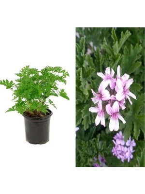 Frefly Store Nura Botanik 2 Adet Mis Kokulu Gül Damlası Itır Çiçeği, 15-35 Cm, Saksılı Çiçekli Bodur Bitki, Lavandula