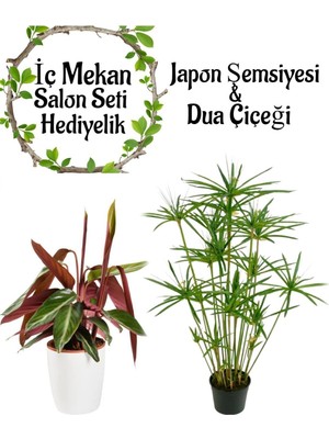 Frefly Store Gardenbox Japon Şemsiyesi 40-60CM + Pembe Dua Çiçeği Salon Seti, 2 Adet Saksılı