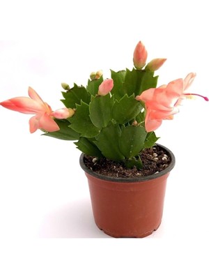 Frefly Store Nura Botanik Schlumbergera Yılbaşı Çiçeği, 1 Adet, Pembe, Yavruağzı