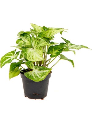 Frefly Store Gardenbox Canlı Melek Kanadı Çiçeği, Saksılı, 20-40CM, Iç Mekan Sarmaşık Bitki