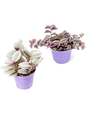 Frefly Store Videolu Mini Telgraf Çiçeği 2 Adet Ev Ofis Salon Iç Mekan Bitkisi (Tradescantia Nanouk & Zebrina)
