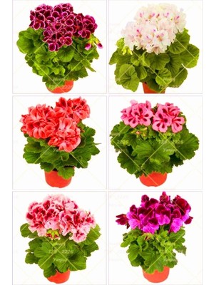 Frefly Store Serada Decor & Plant Sardunya Çiçeği Fidesi, 2 Adet, Karışık Renkler, 10-20 Cm, Tüplü, Geranium