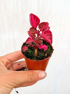 Frefly Store Gardenbox 1 Adet Mini Çingene Şalvarı Çiçeği 5-15 cm Tüplü Çiçekli Bodur Bitki Iresine Herbstii