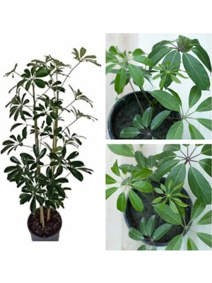 Frefly Store Serada Decor & Plant Schefflera Şeflera Çiçeği, 2 Dal, 30-40 Cm, Yeşil, Saksılı Iç Mekan Bitkileri