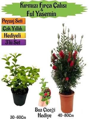 Frefly Store Serada Decor & Plant Kırmızı Fırça Çalısı, Kokulu Ful Yasemin, Buz Çiçeği Hediyeli Peyzaj Seti, Çok Renkli