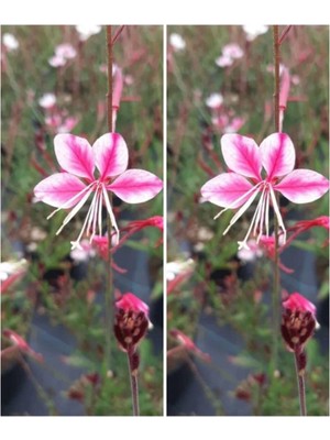 Frefly Store Nura Botanik Pembe/beyaz Gaura Çiçeği Fidanı, 2 Adet, 40-60 Cm, Lindheimeri, Çok Renkli