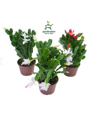 Frefly Store Nura Botanik Farklı Renklerde 3 Adet Saksılı 10-20CM Yılbaşı Çiçeği Kaktüsü Iç Mekan Çiçeği