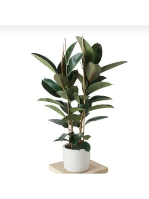 Frefly Store Nura Botanik Kauçuk Çiçeği Tek Gövde 80-90 Cm, Ficus Elastica, Yeşil
