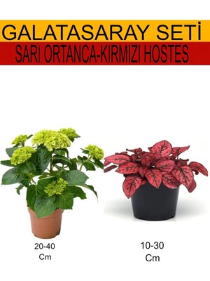 Frefly Store Gardenbox 2'li Set Sarı Ortanca + Kırmızı Hostes, Çiçekli Bodur Bitkiler