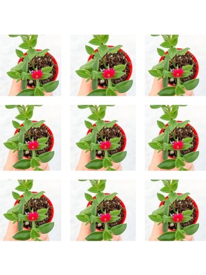 Frefly Store Nura Botanik 40'lı Buz Çiçeği, 5-15 cm Tüplü Çiçekli Bodur Mesembryanthemum, Mezar-Kabir Yer Örtücü