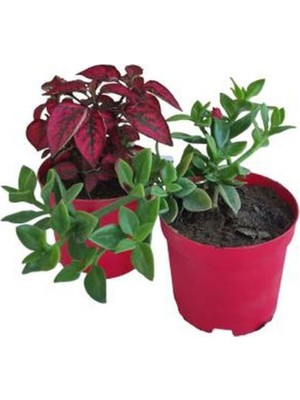Frefly Store Gardenbox 2'li Set Kırmızı Hoste + Buz Çiçeği Bodur Bitkiler